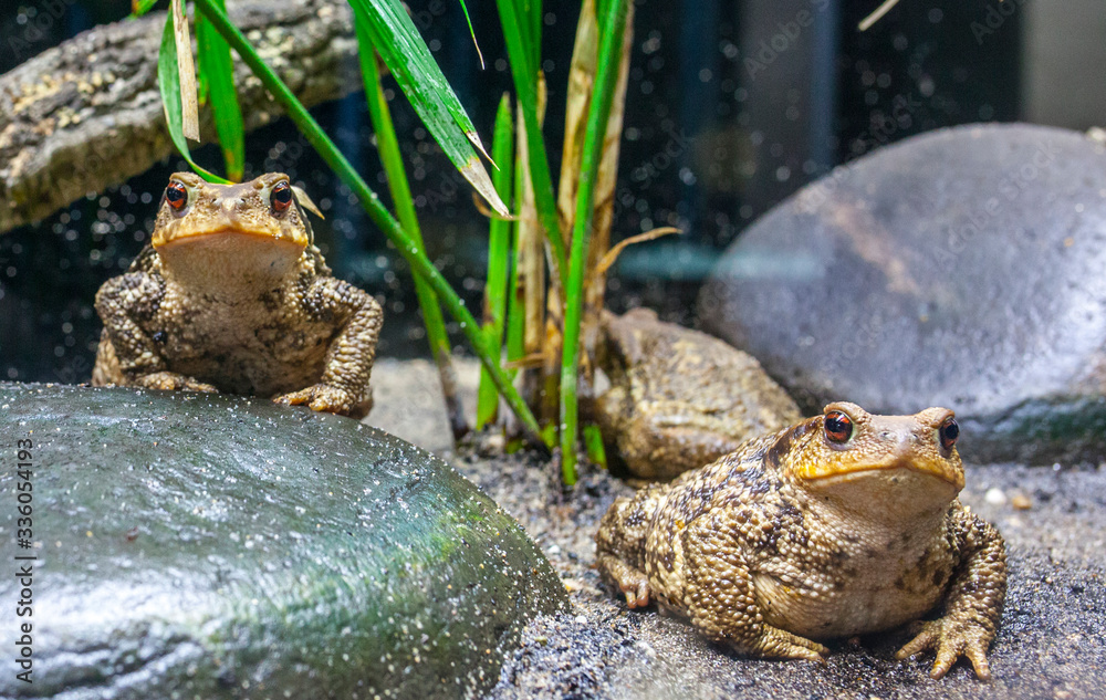 Fototapeta premium Common toads or European toads