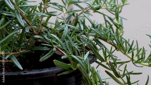 Rosemary plant
