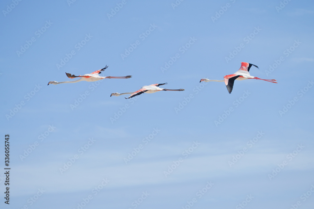 Fototapeta Fliegende Flamingos