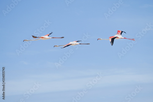 Fliegende Flamingos