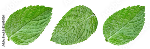 Collection mint isolated on white background. Mint leaf clipping path. Mint macro studio photo