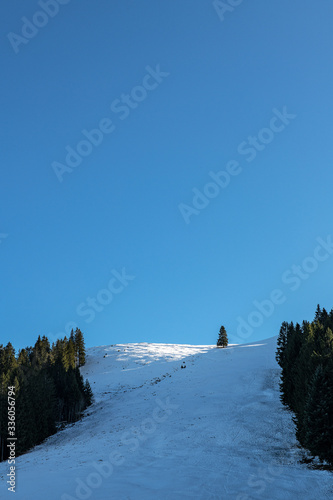 Lone fir on a snowy hill with forest on the left and right in the picture. photo