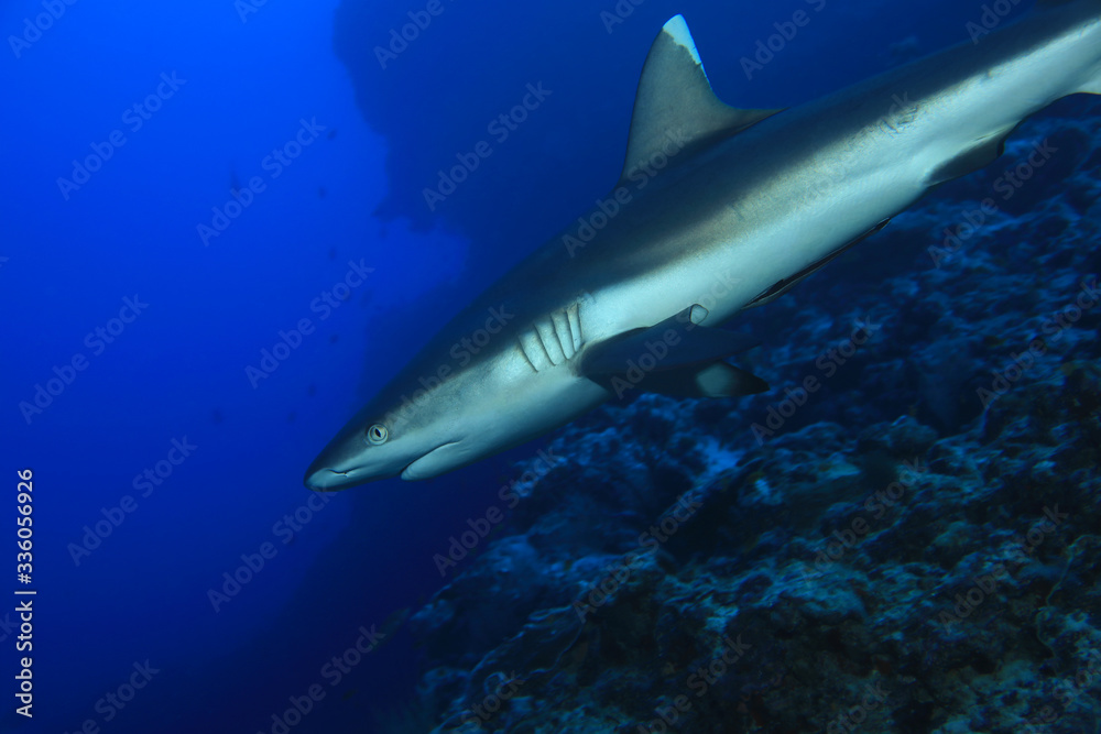 Grey reef shark