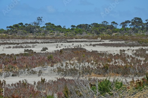 reeds in the salt lake in western australia
