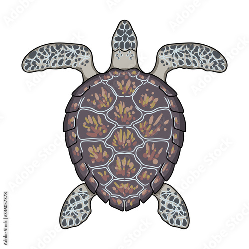 Turtle vector icon.Cartoon vector icon isolated on white background turtle.