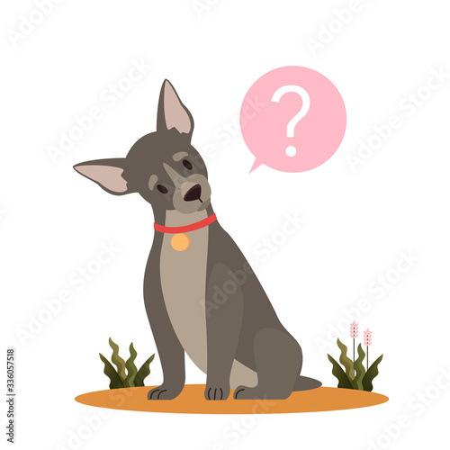 Cute dog with question mark. Purebread boston terrier with confusion