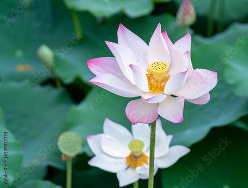 Close up of lotus flower blooming on spring morning. Buddhist flowers  bright and pure