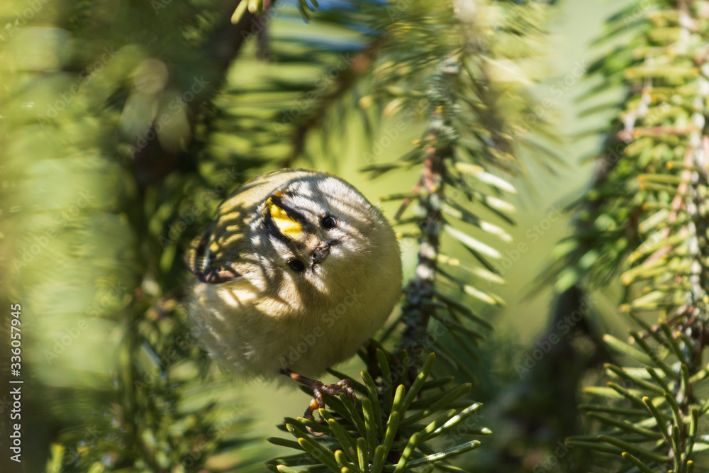 Goldcrest in the shade of green branches of spruce Goldcrest in the shade of green branches of spruce