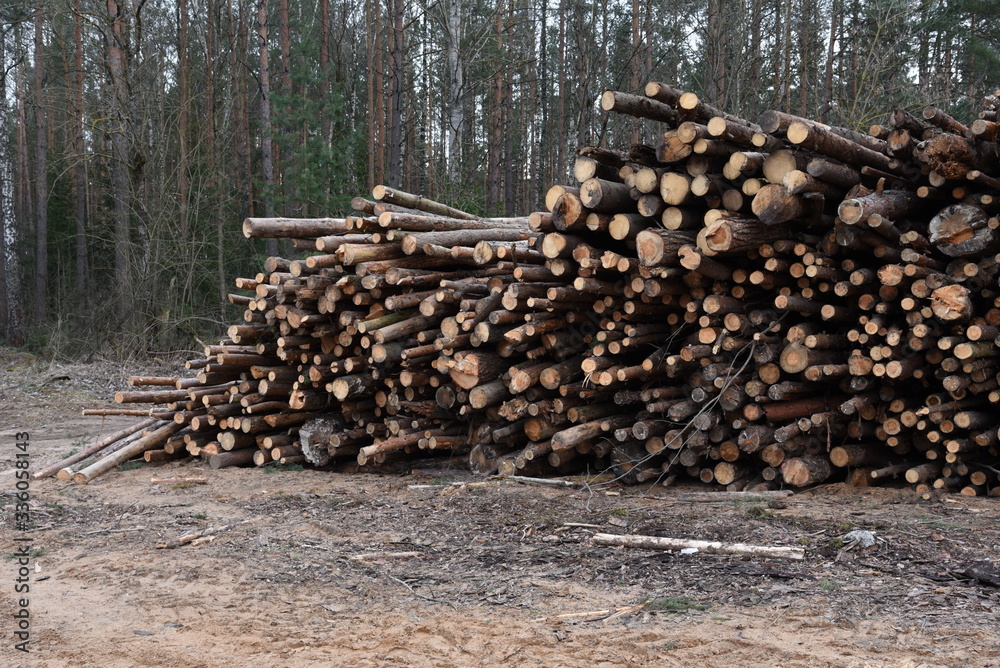 Stack of cut pine tree logs in a forest. Wood logs, timber logging, industrial destruction, forests Are Disappearing, illegal logging