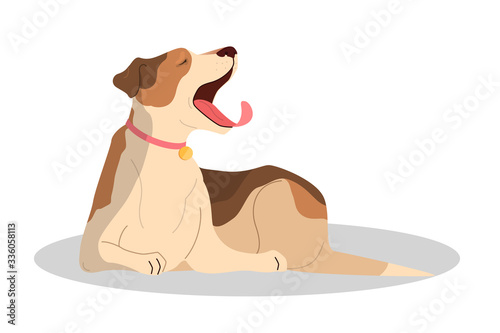 Cute yawning sleepy dog. Purebread jack russel terrier lying