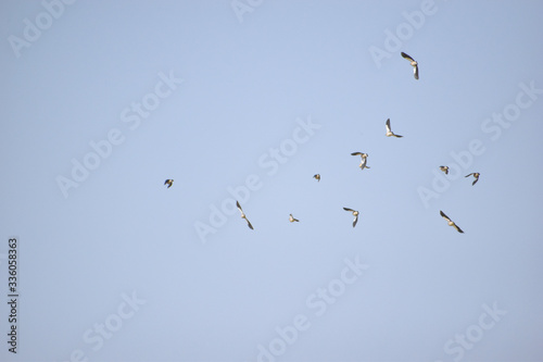 a group of birds flying on a blue sky