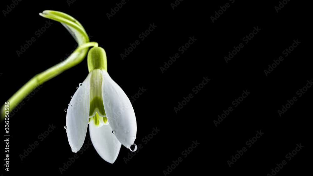 Blooming snowdrop or Galanthus on a black background. With place for text or image. 4K Blooming snowdrop or Galanthus on a black background. With place for text or image. 4K
