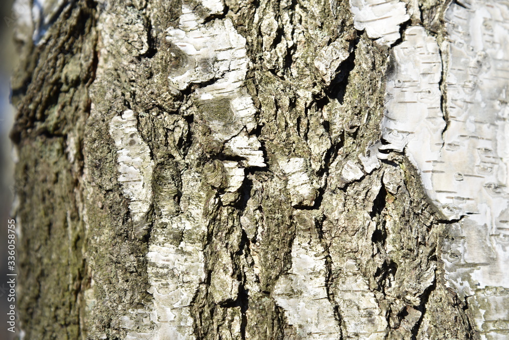 Natural background of the birch tree trunk bark. White wood texture Natural background of the birch tree trunk bark. White wood texture