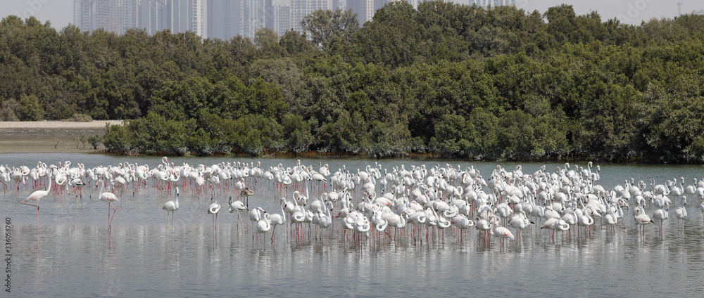A huge flock of pink flamingos birds eat shrimp in salt water