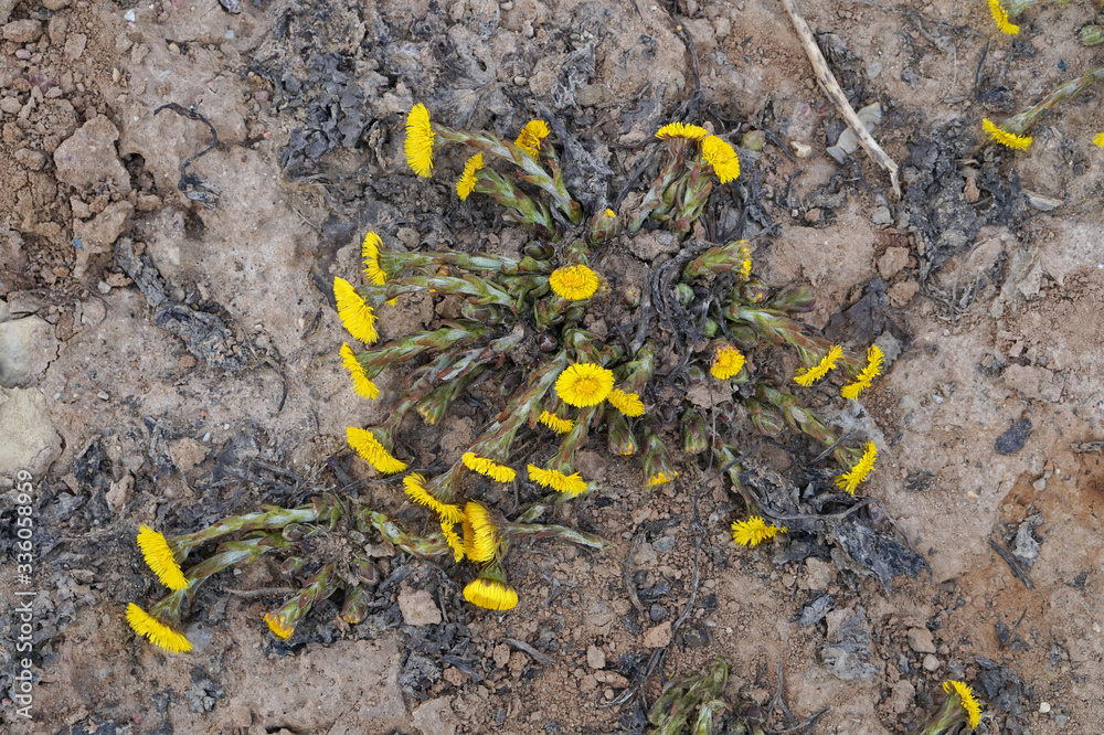 The concept of survival. Dandelion flowers bloom among the sand The concept of survival. Dandelion flowers bloom among the sand