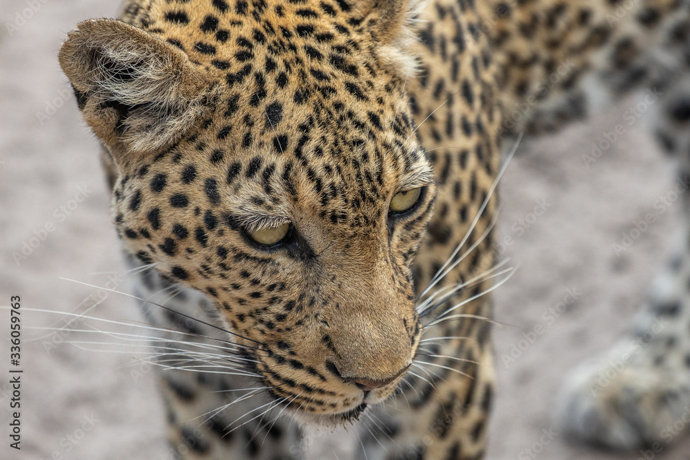 Obraz premium close up of leopard in savuti national park botswana
