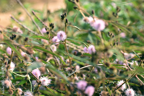 small pink flowers commonly found in bush © SUBHAJIT
