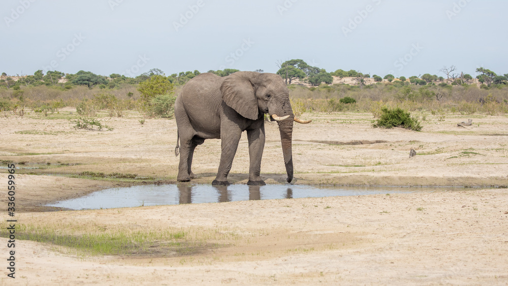 big elephant bull drinking water in botswana