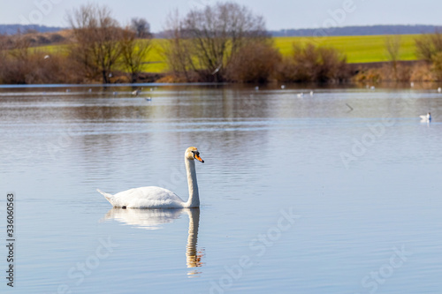 Lone swan floating on river, landscape with swan
