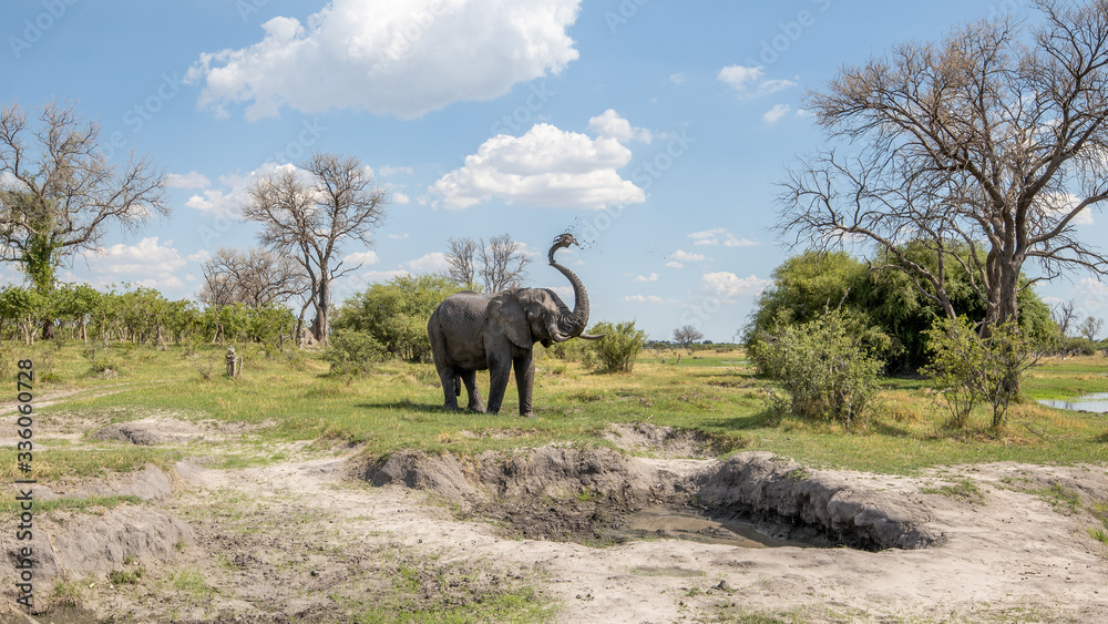 Fototapeta premium elephant bull taking a mud bath on safari in botswana