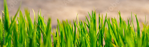 Fresh green grass on light brown blurred background, panorama