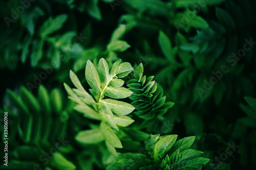 Closeup of green leaves in springtime.