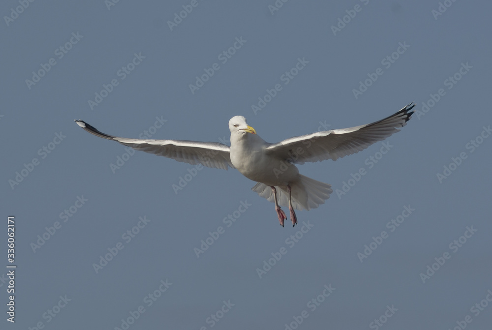 Fototapeta premium seagull on a blue sky