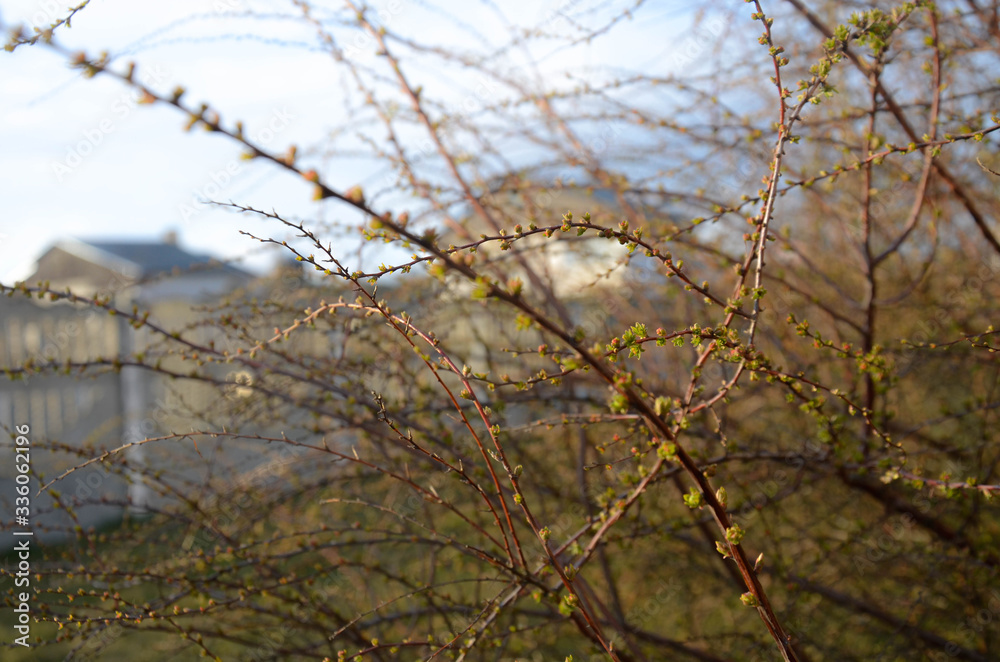 Obraz premium spring. the buds on the trees 