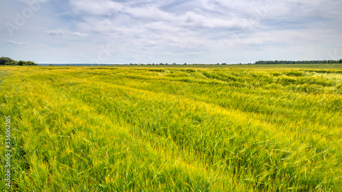 Scenic view of Wheat Field and bright blue sky with cumulus and cirrus. Rural summer Landscape. Beauty nature  Agriculture and seasonal Harvest time. Cultivation cereals. Agribusiness.