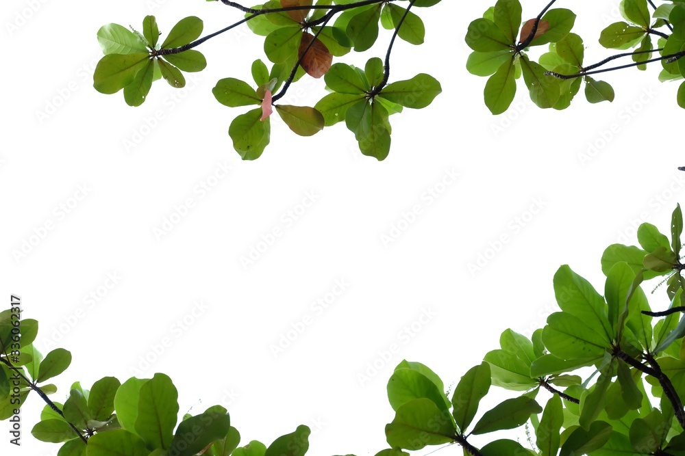 Tropical Indian almond tree with leaves branches on white isolated