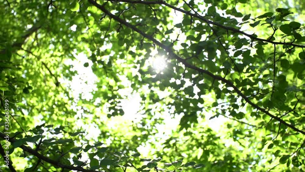 Beautiful nature green video background of sunset landscape and fresh foliage of old trees. Soft magic sun shine transparenting through many leaves. Summer forest. Beautiful nature green video background of sunset landscape and fresh foliage of old trees. Soft magic sun shine transparenting through many leaves. Summer forest.