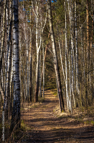 Leśny szlak przez zagajnik brzozowy