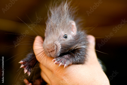 portrait d'un mignon bébé porc-épic dans une main  photo