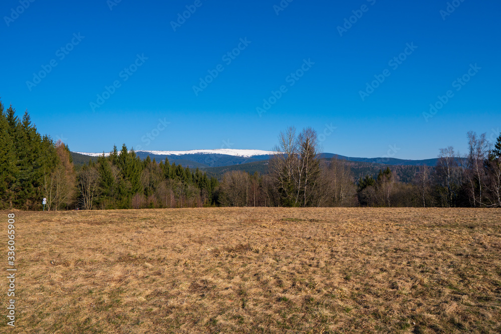 meadow in the mountains with forest around