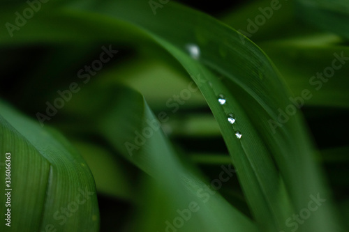 Sofia, Bulgaria - April 5, 2020. Rain drops in the thick greenery just after the rain.