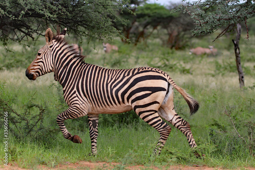 rennendes Zebra