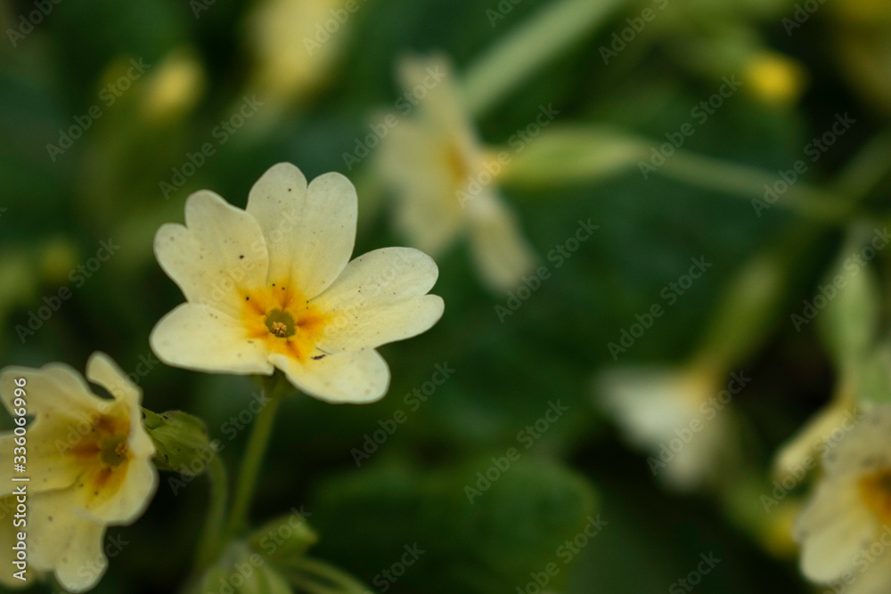 Sofia, Bulgaria - April 6, 2020. Oxlips close up in a rainy spring day. Garden flowers blooming. Sofia, Bulgaria - April 6, 2020. Oxlips close up in a rainy spring day. Garden flowers blooming.