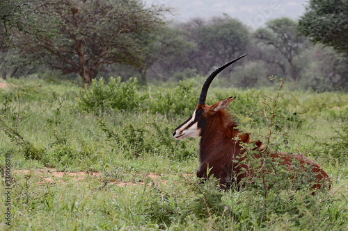 Rappenantilope photo