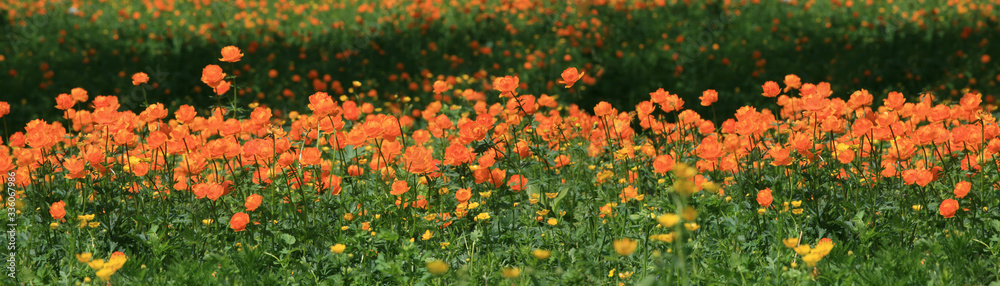 Panoramic view of a blooming alpine meadow. Bright orange flowers, trollius asiaticus. Spring background.