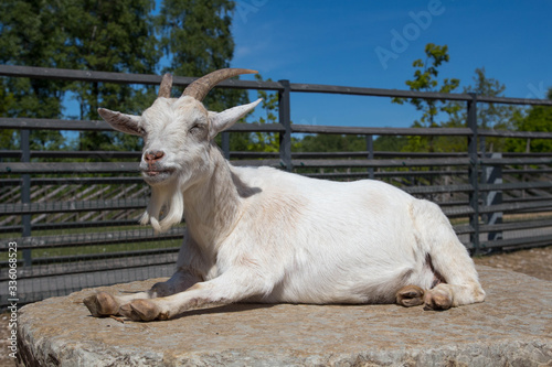 White goat layes on the sun