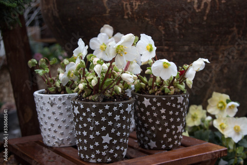 White flowers in pots of different colours on the street