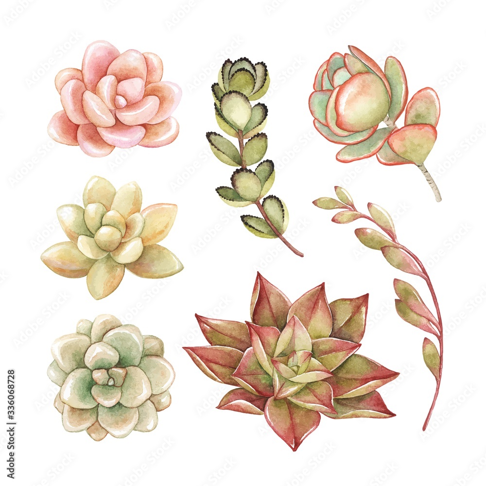 Watercolor set of succulents and kalanchoe for your design, hand drawn vector illustration.