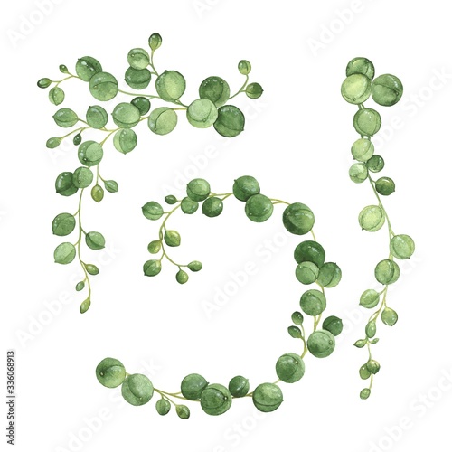 Watercolor set of succulents String of Pearls, decorative hand drawn vector illustration for your design.