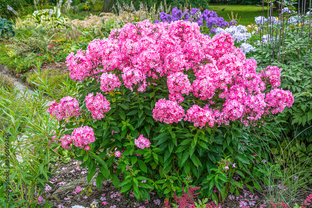 Obraz premium Luxuriantly blooming Phlox bushes