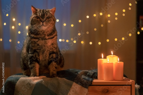 Scottish cat at home in the evening by candlelight