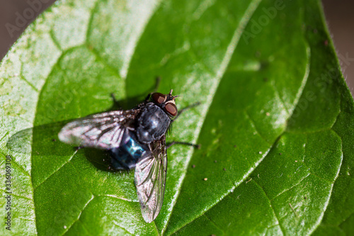 Close up macro shot housefly on leaf