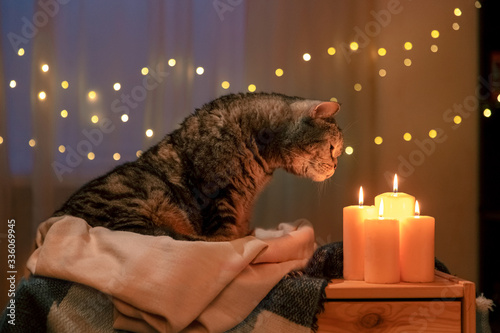 Scottish cat at home in the evening by candlelight