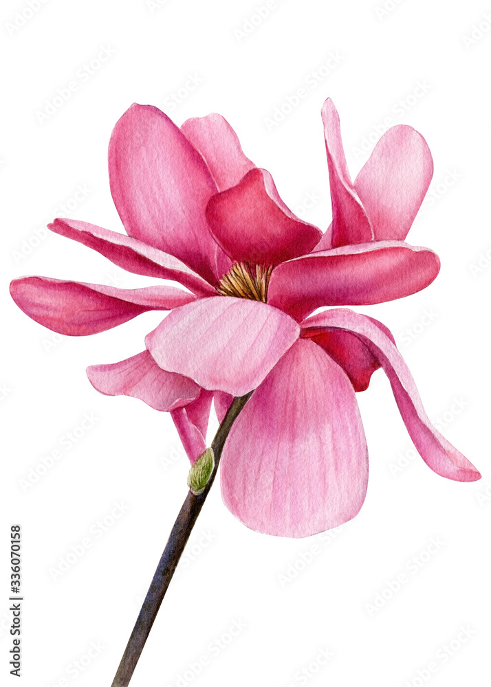 Obraz premium Magnolia flowers branch isolated white background, watercolor illustration, spring flora, hand drawing