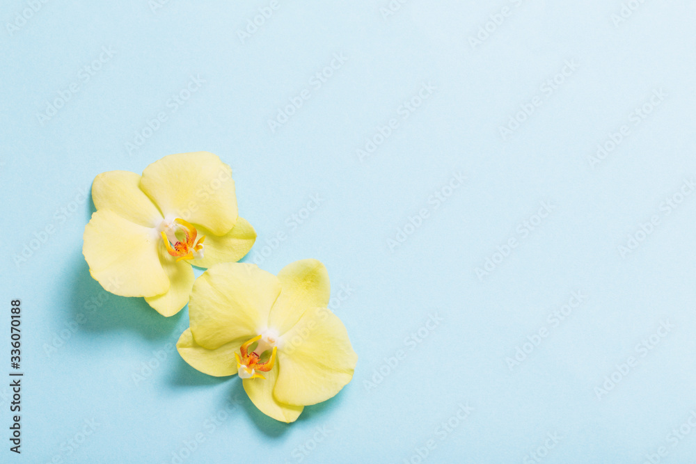 Fototapeta premium yellow orchids on blue paper background
