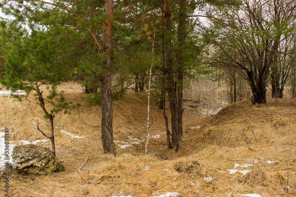 beautiful forest in early spring